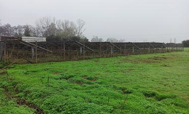 PROPIEDAD AGRICOLA EN VENTA, CAMPO DE 91 HA, TENO