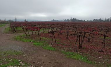 PROPIEDAD AGRICOLA EN VENTA, CAMPO DE 91 HA, TENO