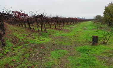 PROPIEDAD AGRICOLA EN VENTA, CAMPO DE 91 HA, TENO
