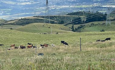 Venta oportunidad hacienda de 154 hectáreas en Pifo