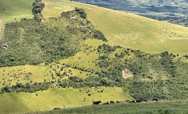 Venta oportunidad hacienda de 154 hectáreas en Pifo