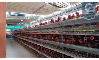 VENTA DE FINCA EN LA VEREDA PANTANILLO - SAN PEDRO