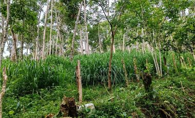 VENDO.FINCA DE 24 hA y Finca de 27 Ha GANADERIA