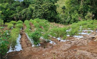 VENDO.FINCA DE 24 hA y Finca de 27 Ha GANADERIA