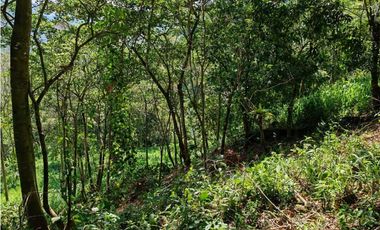 VENDO.FINCA DE 24 hA y Finca de 27 Ha GANADERIA