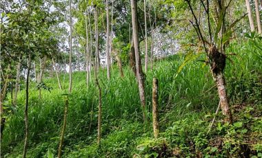 VENDO.FINCA DE 24 hA y Finca de 27 Ha GANADERIA