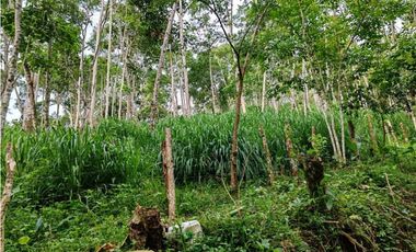 VENDO.FINCA DE 24 hA y Finca de 27 Ha GANADERIA