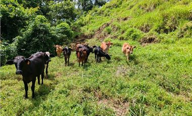 VENDO.FINCA DE 24 hA y Finca de 27 Ha GANADERIA