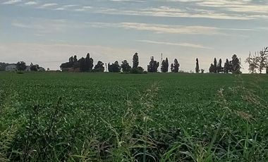 VENTA FRACCION DE 3 HECTAREAS DE CAMPO EN SOLDINI