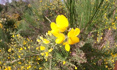 AMPLIO TERRENO URBADO DE 40000 M2 LOS ALAMOS