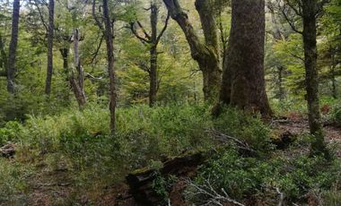 Oportunidad de 39,5 Ha de terreno cordillera en Liquiñe