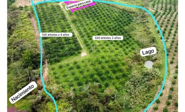 Venta lote de cultivos  Vereda Santo Domingo Lebrija Santander