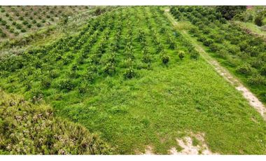 Venta lote de cultivos  Vereda Santo Domingo Lebrija Santander