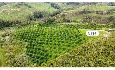 Venta lote de cultivos  Vereda Santo Domingo Lebrija Santander