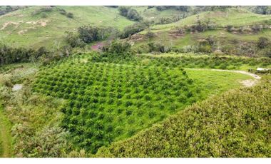 Venta lote de cultivos  Vereda Santo Domingo Lebrija Santander