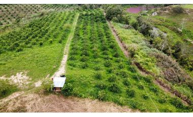 Venta lote de cultivos  Vereda Santo Domingo Lebrija Santander