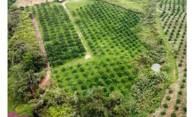 Venta lote de cultivos  Vereda Santo Domingo Lebrija Santander