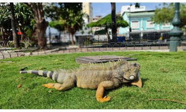 Edificio venta en Centro de Guayaquil, Avda Olmedo y Malecón Bahía