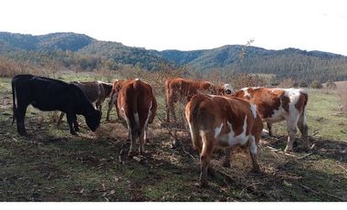 SE VENDE HERMOSO CAMPO   QUICHAMAHUIDA - TRAIGUEN