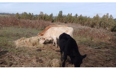 SE VENDE HERMOSO CAMPO   QUICHAMAHUIDA - TRAIGUEN
