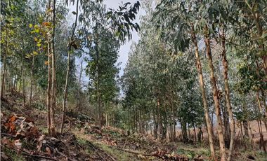 SE VENDE HERMOSO CAMPO   QUICHAMAHUIDA - TRAIGUEN