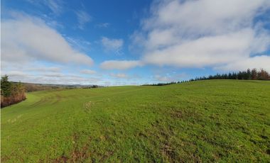SE VENDE HERMOSO CAMPO   QUICHAMAHUIDA - TRAIGUEN