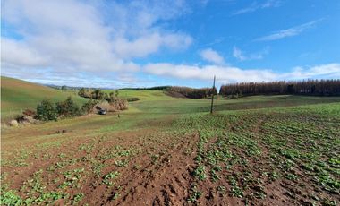 SE VENDE HERMOSO CAMPO   QUICHAMAHUIDA - TRAIGUEN