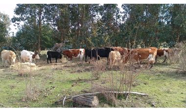 SE VENDE HERMOSO CAMPO   QUICHAMAHUIDA - TRAIGUEN