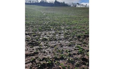 SE VENDE HERMOSO CAMPO   QUICHAMAHUIDA - TRAIGUEN