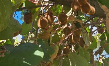 Parcela en Venta en Camino Antuco