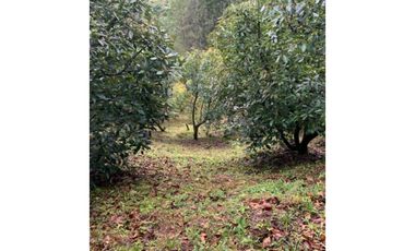 PRECIO DE OPORTUNIDAD DE FINCA EN GUATAPE