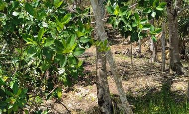 Conjunto de Terrenos en Venta – Col. Aarón Merino, Quintana Roo