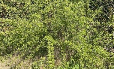 Parcela en Venta en Sector Lo Vargas