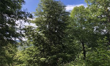 HERMOSAS PARCELAS EN PANQUI A 45 MIN DE PUCON