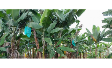 SE VENDE FINCA EN ALCAL VALLE EN LA VEREDA LA CAÑA DE 10.3  CUADRAS