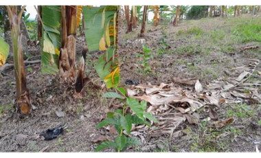 SE VENDE FINCA EN ALCAL VALLE EN LA VEREDA LA CAÑA DE 10.3  CUADRAS