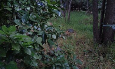 Terreno en Venta en fraccionamiento ecológico con Casa Club