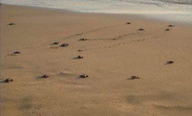 Casa en Venta en Playa Blanca, Zihuatanejo, Gro, México