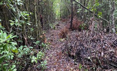 HERMOSA PARCELA DE AGRADO DE 1 HECTÁREA