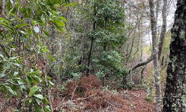 HERMOSA PARCELA DE AGRADO DE 1 HECTÁREA