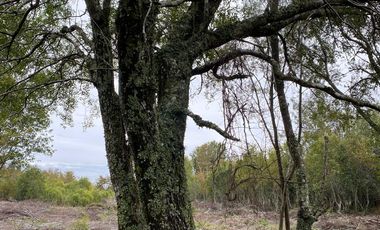 HERMOSA PARCELA DE AGRADO DE 1 HECTÁREA