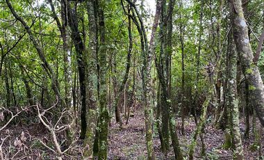 HERMOSA PARCELA DE AGRADO DE 1 HECTÁREA