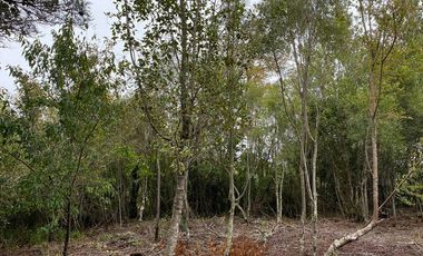 HERMOSA PARCELA DE AGRADO DE 1 HECTÁREA