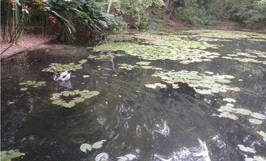 Gran finca en Bonda: 6,7 Has con lago, quebrada y piscina G-18