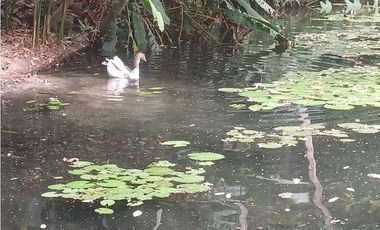 Gran finca en Bonda: 6,7 Has con lago, quebrada y piscina G-18