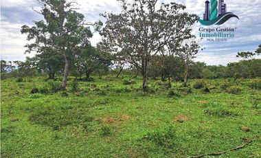 VENDO 18 HECTARES Y MEDIA ROVIRA