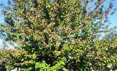 Casa en Venta en Cercana a calle El Savador