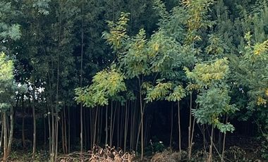 Casa en Venta en Entre Molina y Cumpeo