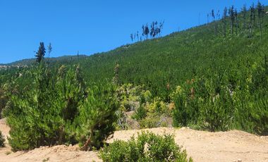 VENTA DE PARCELAS 5000MTS2 CAUQUENES