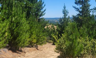 VENTA DE PARCELAS 5000MTS2 CAUQUENES